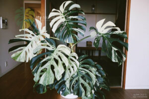 モンステラデリシオーサ ボルシギアナ ミント( Monstera deliciosa var