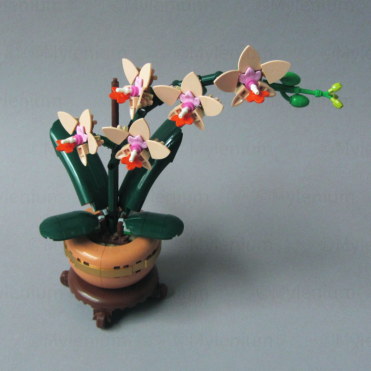 The Missing Gentlemen – LEGO Botanicals, Lucky Bamboo (10344) and