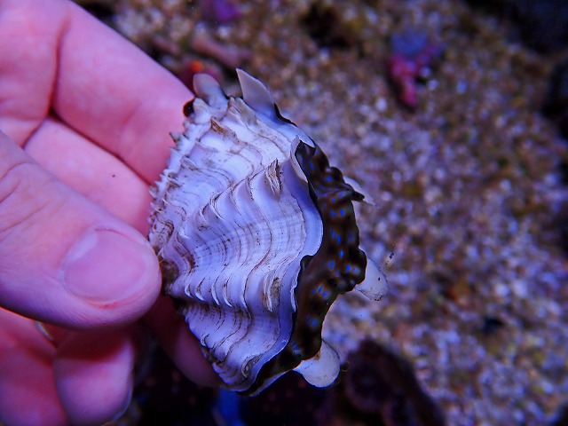 養殖ヒレシャコガイ入荷！ | 生麦海水魚センター