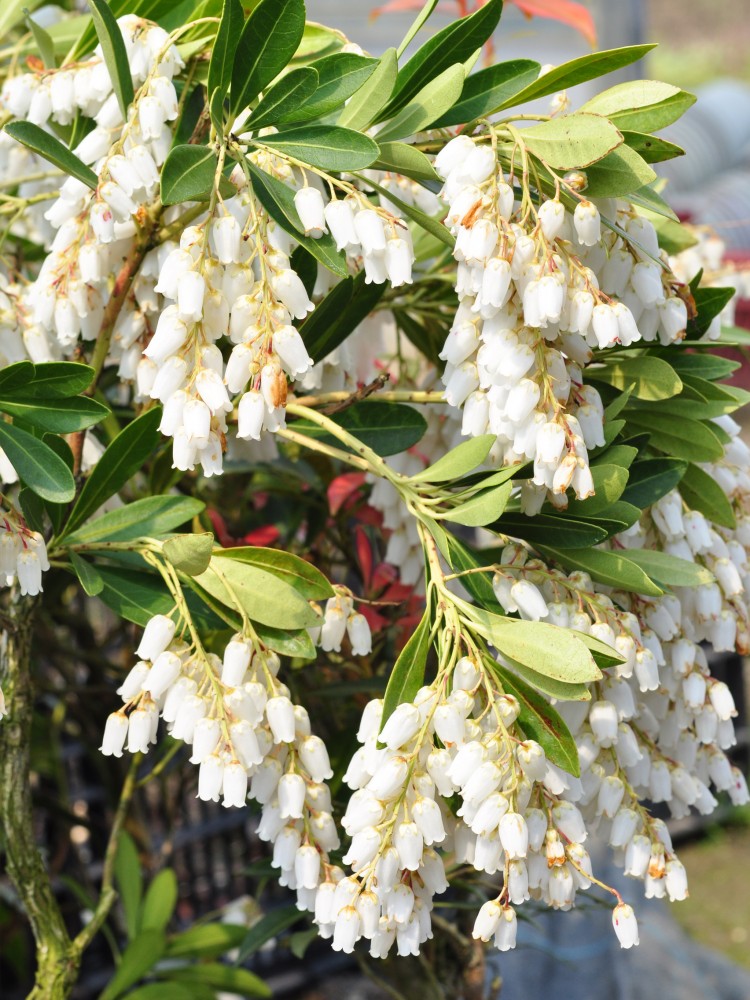 アセビ | nae-ya｜herbal tree shop ｜ハーバルツリーショップ なえや