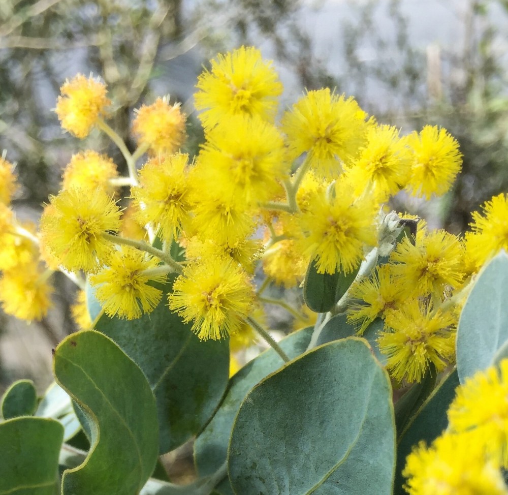 アカシア/ミモザ：ポダリーフォリア（パールアカシア） | nae-ya