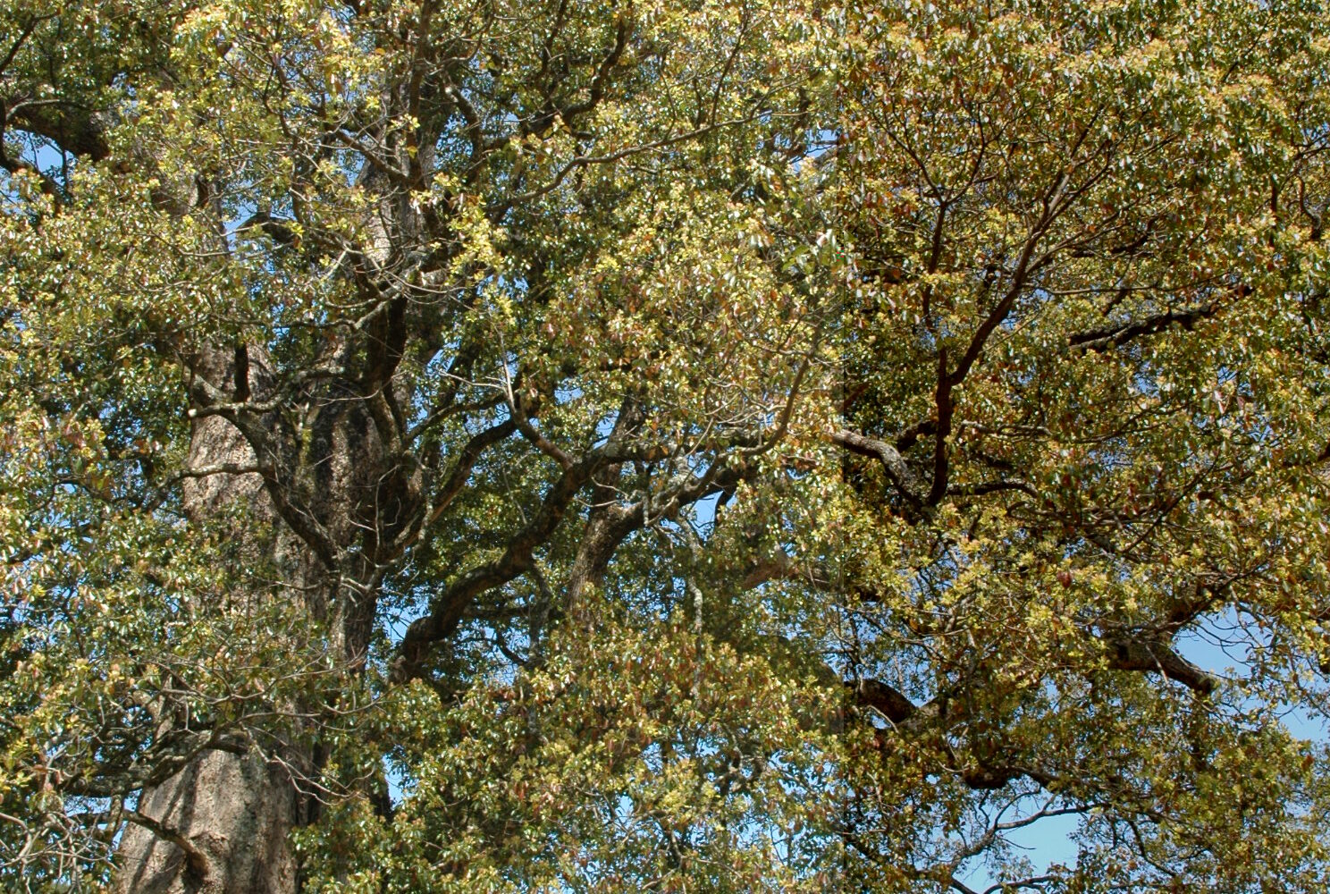 津和野町 池村クスノキ - ながと路 - ワタシにミガキをかける女の旅