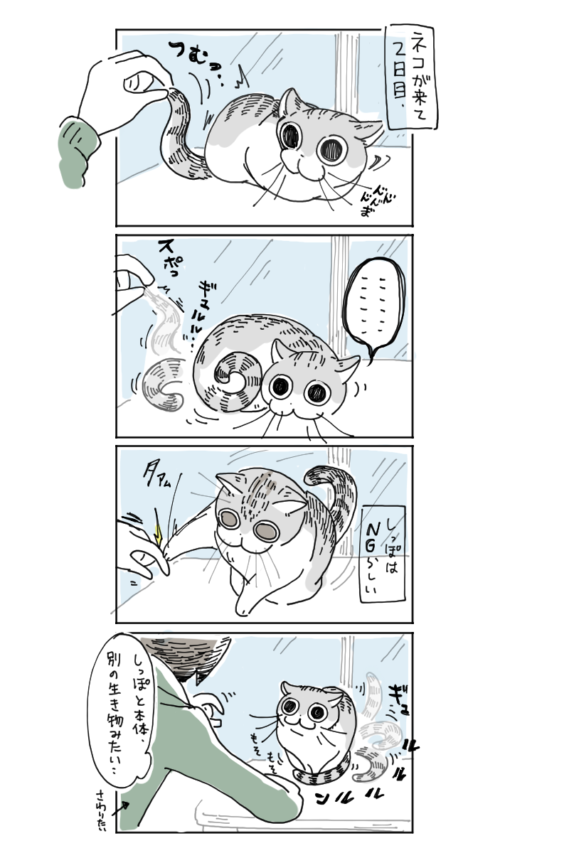 はじめの三日間｜ねこナビ