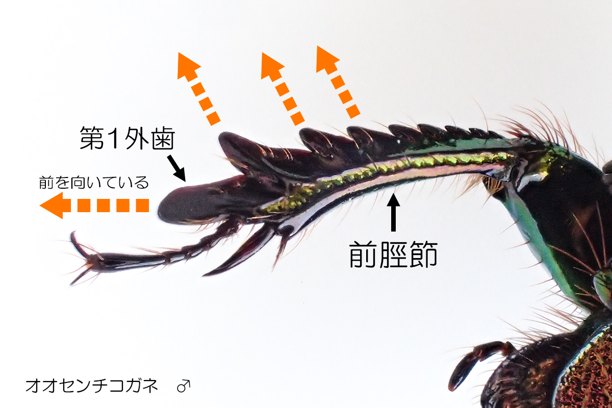 オオセンチコガネ – 京都九条山自然観察日記