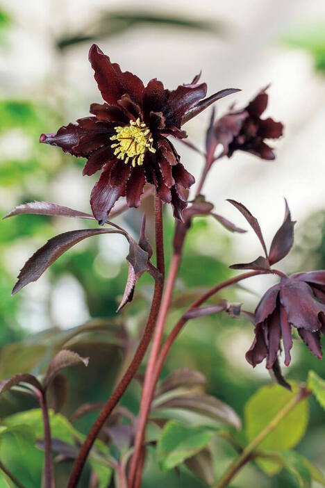 クリスマスローズの季節がやってきた！今、最も夢中になれるカラーは