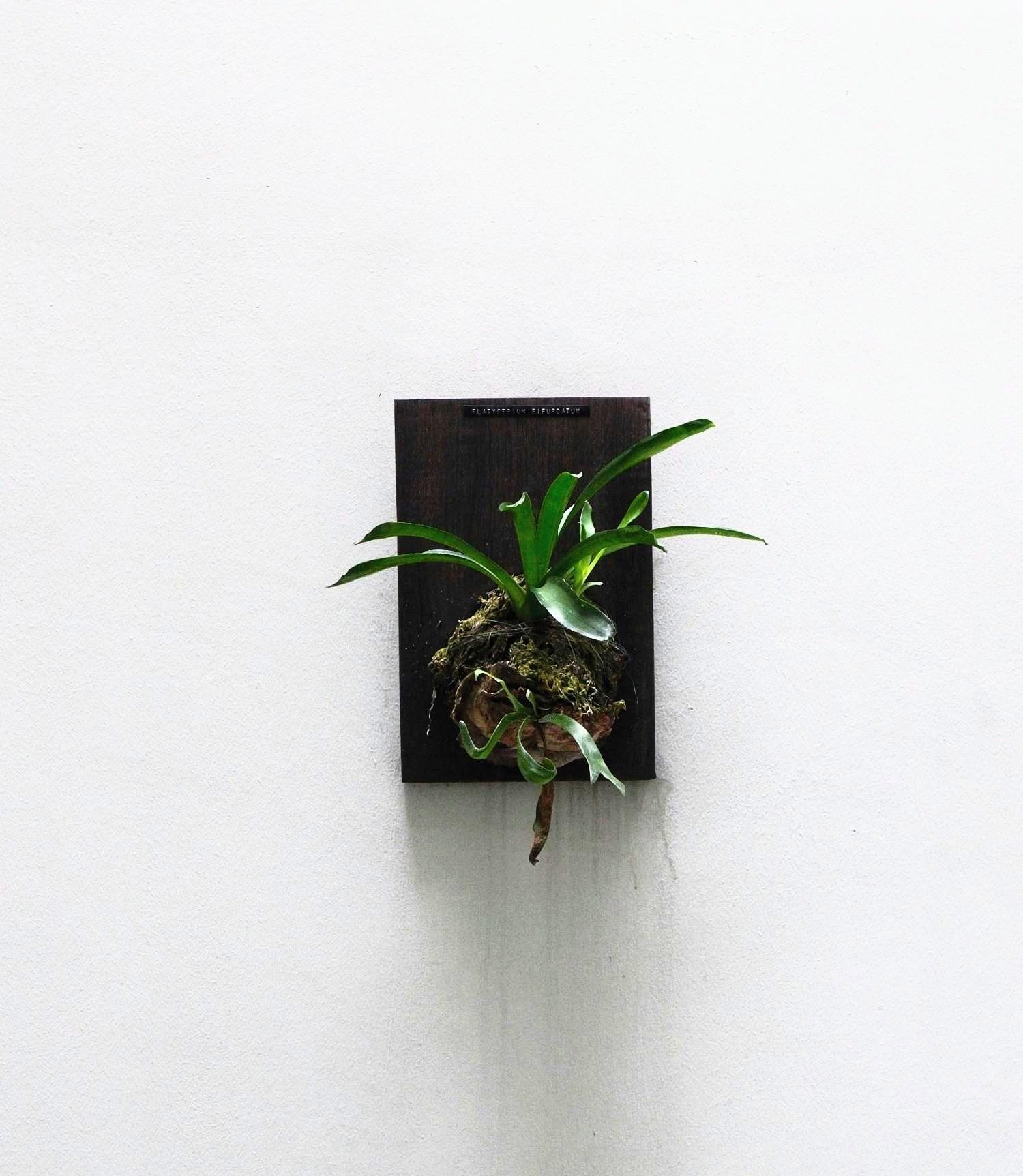 観葉植物】壁にも飾れるアートすぎる植物！飾って楽しむ不思議な植物