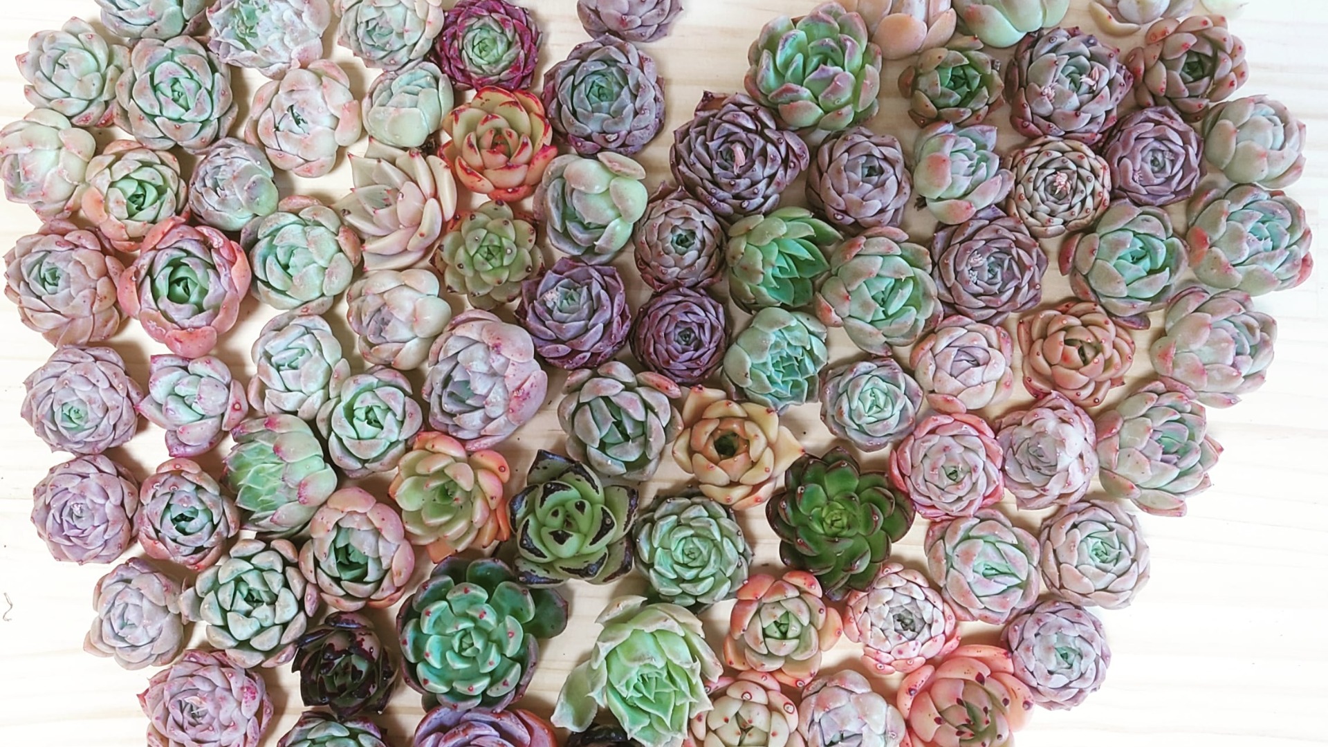 乙女心をくすぐる美韓国多肉植物を200苗爆買い！魅力と販売店さん紹介