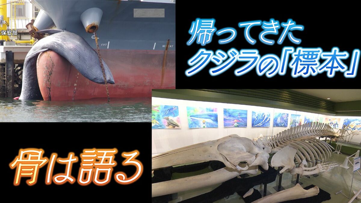 海洋事故の歴史を物語るたった一つの標本」タンカーに引っかかった状態