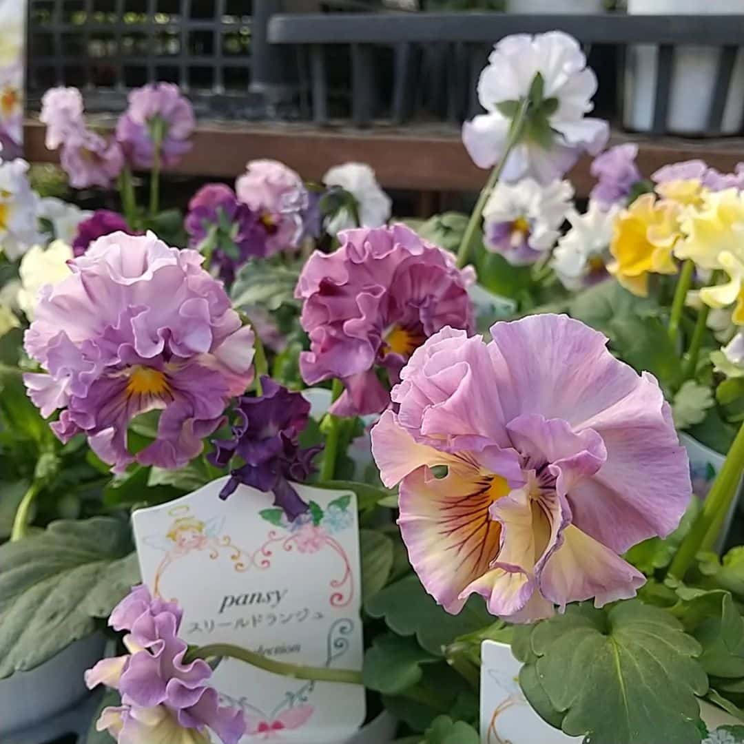 2024年11月8日 入荷情報 | 新津フラワーランド