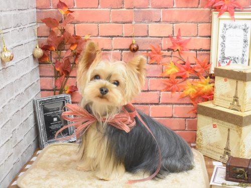 ヨークシャーテリア・ダックスフンド・チワワ・トイプードル