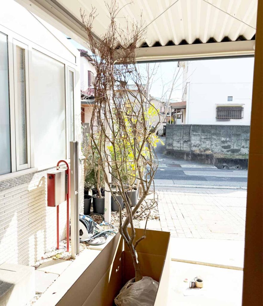 スタッフブログ 発送作業10 大型山採りドウダンツツジ - にわいろSELECT