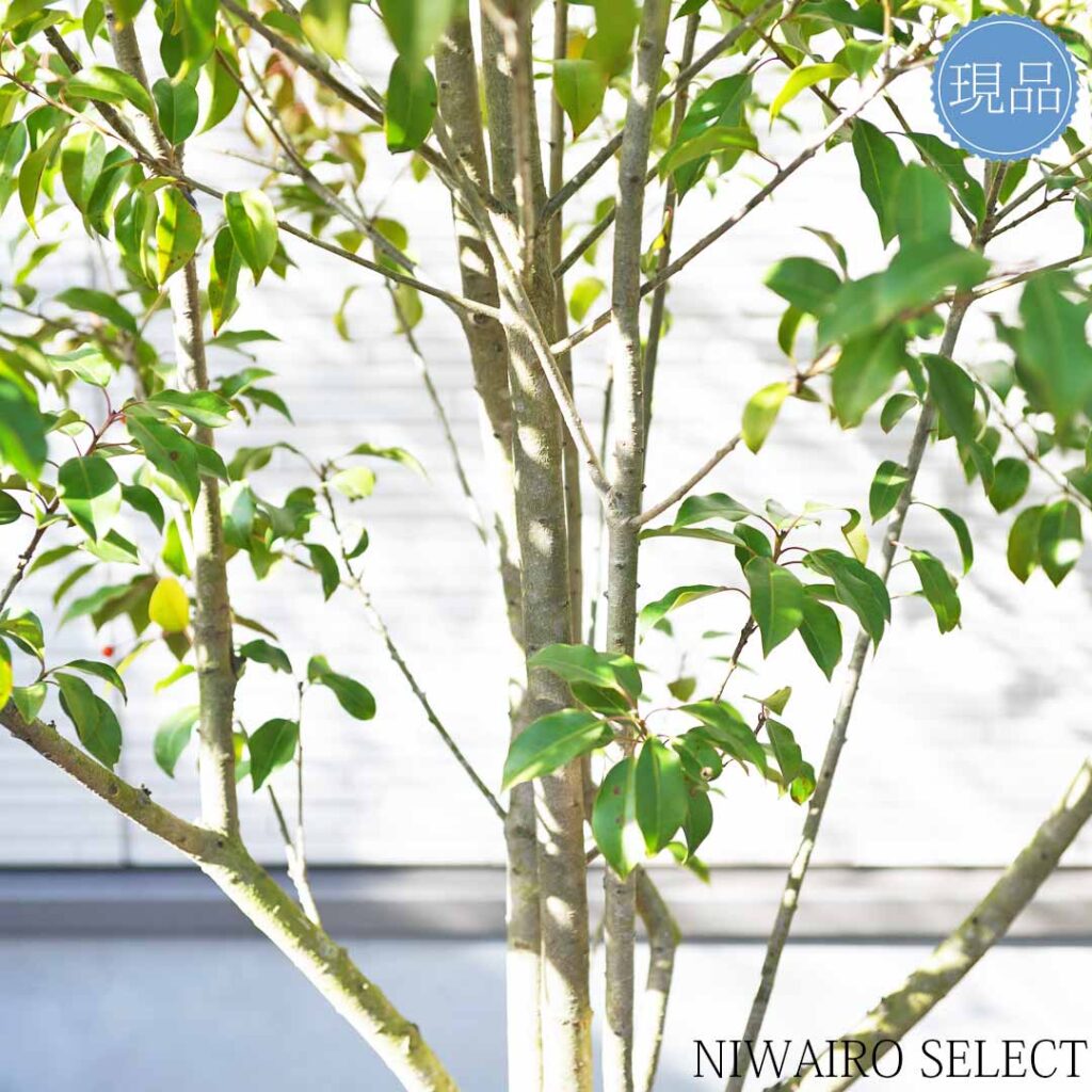 スタッフブログ 発送作業11 ソヨゴ - にわいろSELECT