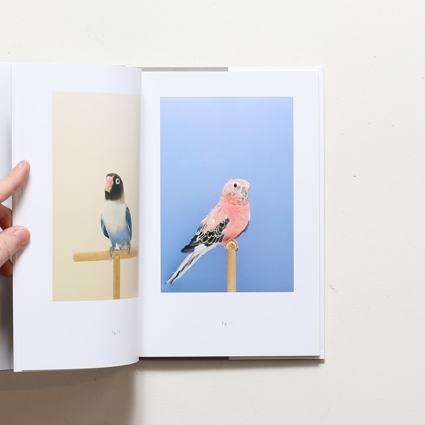 Luke Stephenson: An Incomplete Dictionary of Show Birds | ルーク