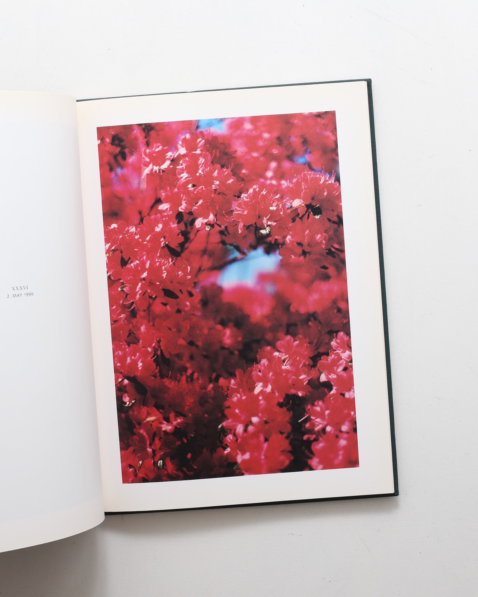 Hunter Green | Terri Weifenbach テリ・ワイフェンバック | nostos