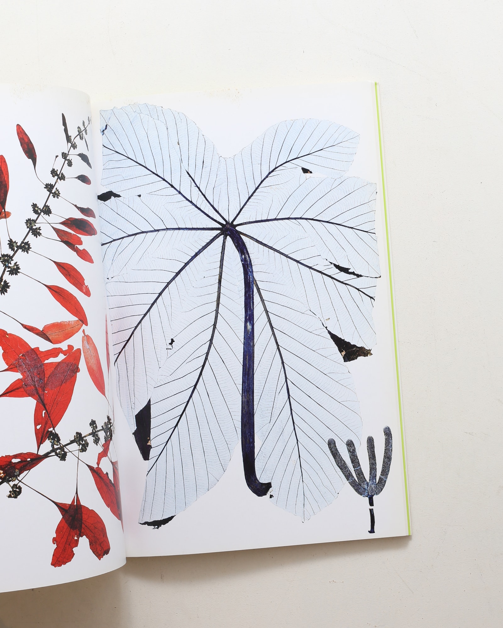 Flora ペーパーバック版 | Nick Knight | nostos books ノストスブックス