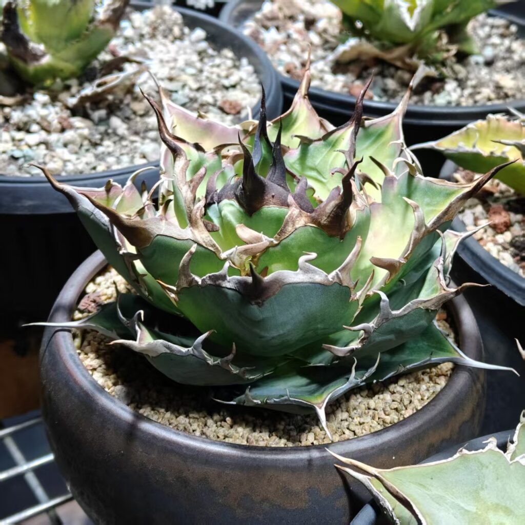 アガベ ハデス（Agave titanota “Hades”）品種紹介 | NR Plants