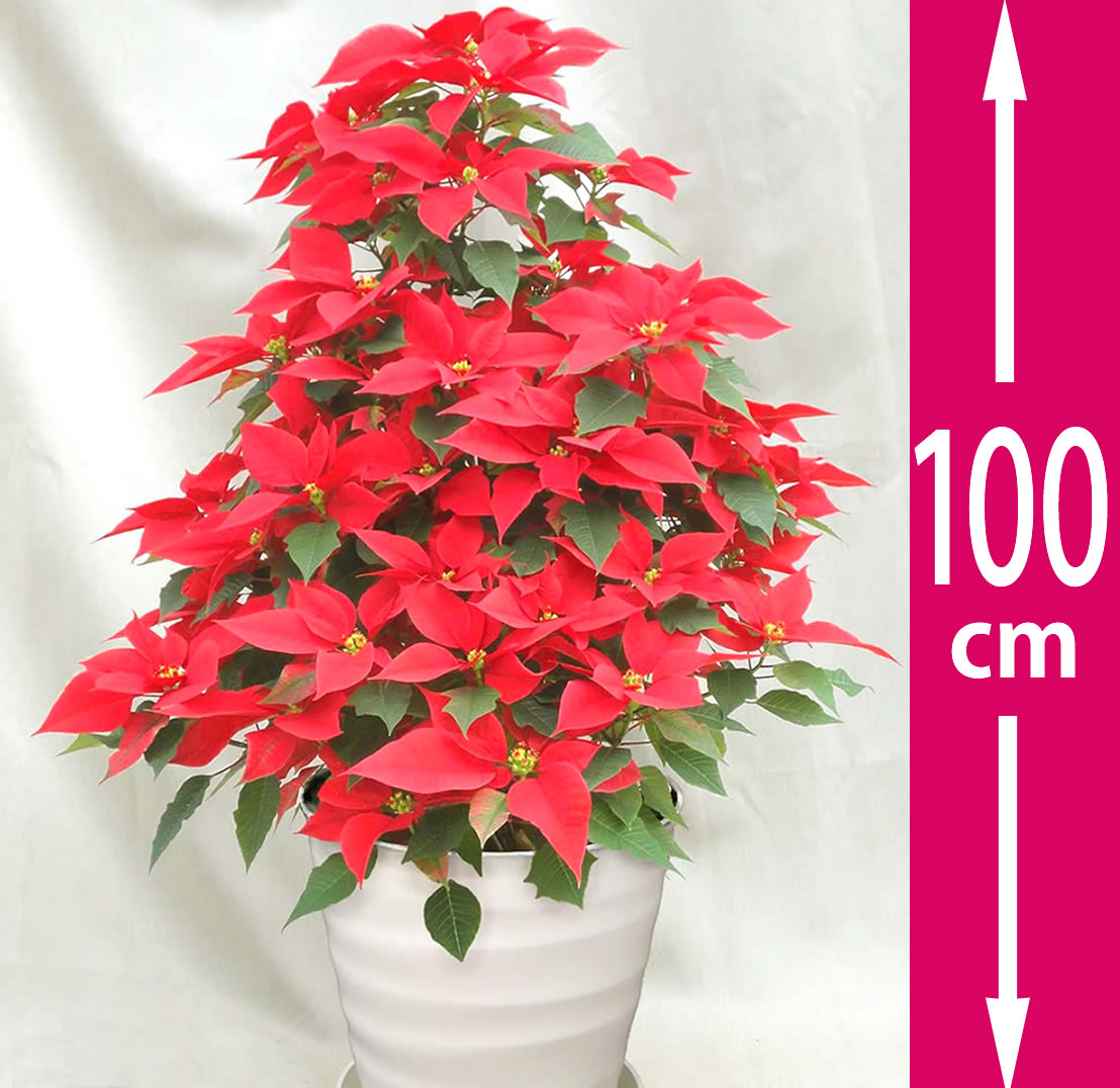 ギフト用鉢植えポインセチア「タワー9号・レッド」お歳暮・クリスマス