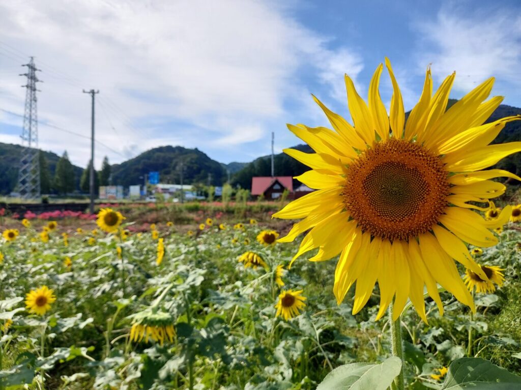 池田町】秋に咲く片山のひまわり畑！2025年も鮮やかな黄色の風景が