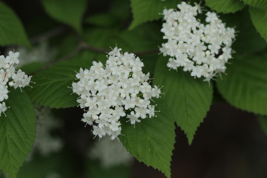 コバノガマズミ｜動植物図鑑｜水とみどりの森の駅｜岡崎おでかけナビ