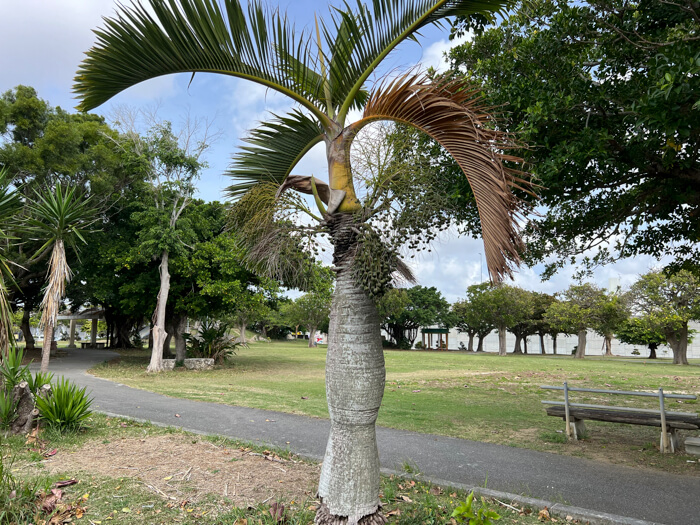 見た目がとても綺麗な「トックリヤシ」について！実は風にも強くて耐塩
