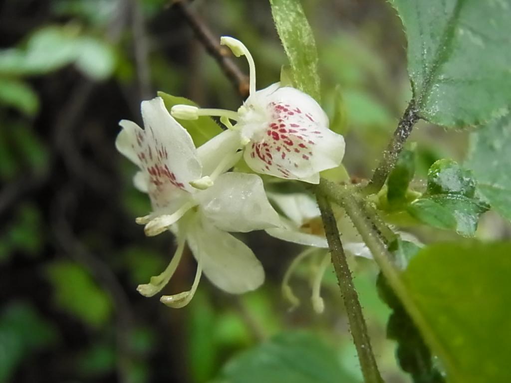 奥多摩植物目録