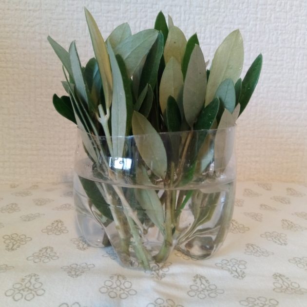 オリーブ挿し木 緑枝挿し | 南アルプスのオリーブ畑 ながら