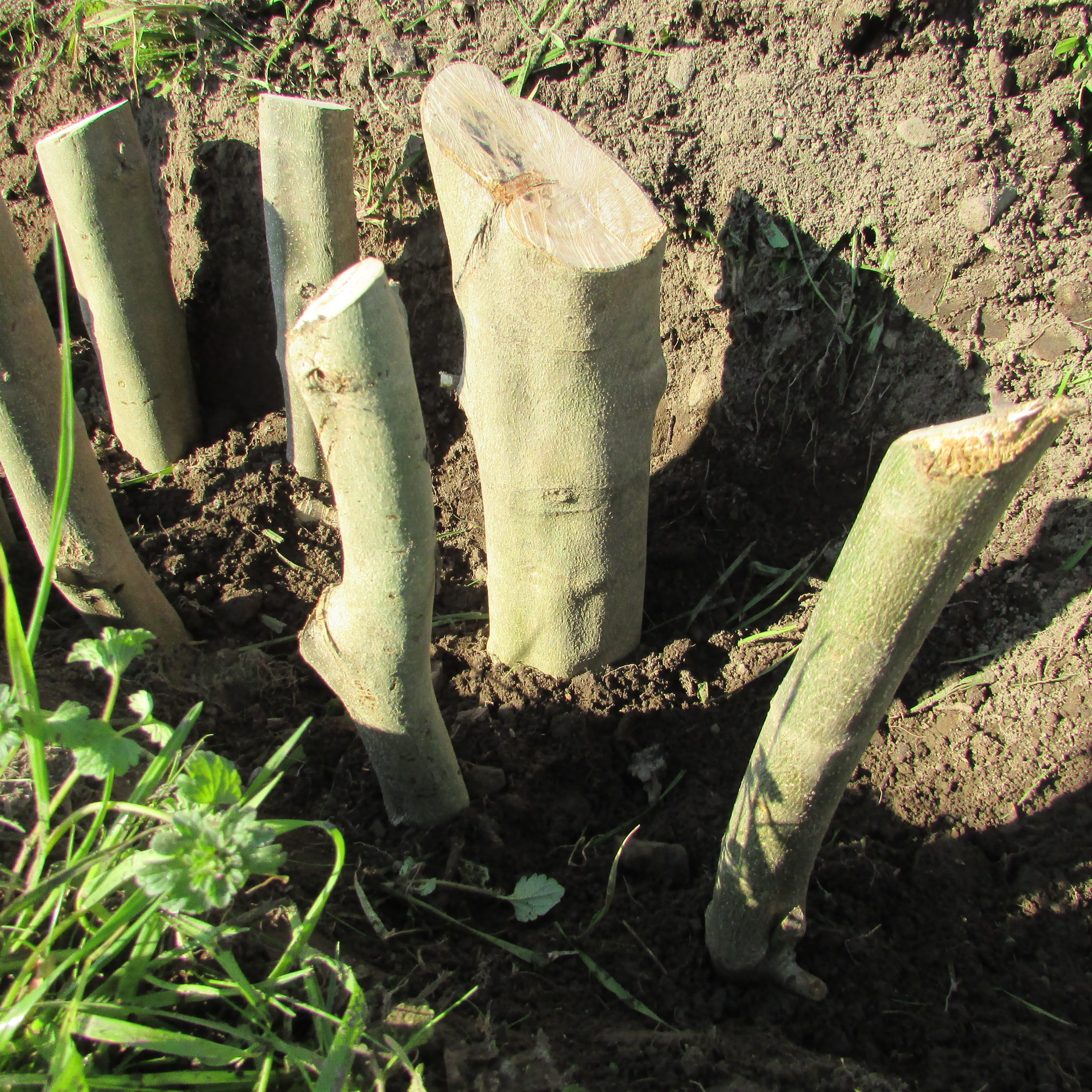 オリーブ挿し木 太木挿し | 南アルプスのオリーブ畑 ながら