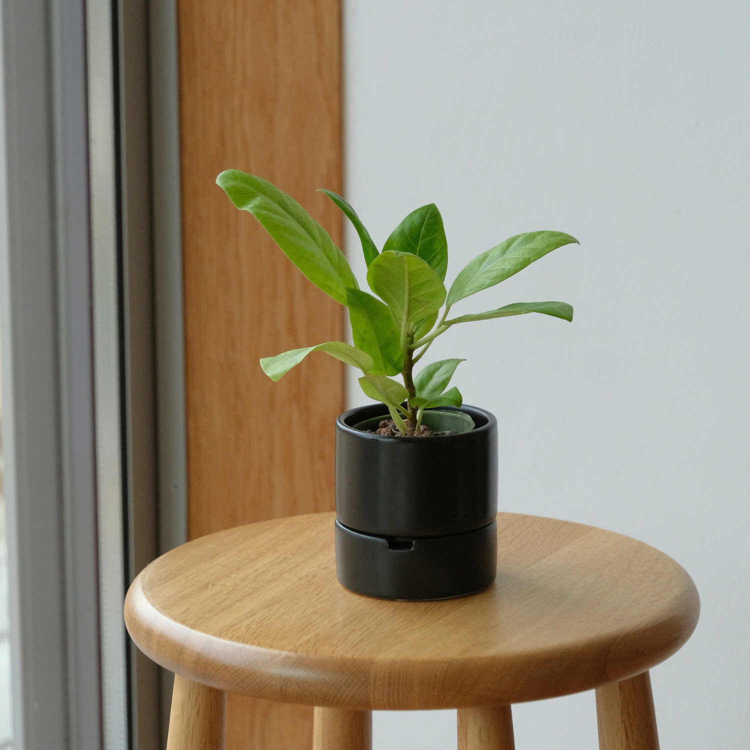 食虫植物・ハイドロカルチャーにぴったり｜陶器 植木鉢｜4号｜すーさん