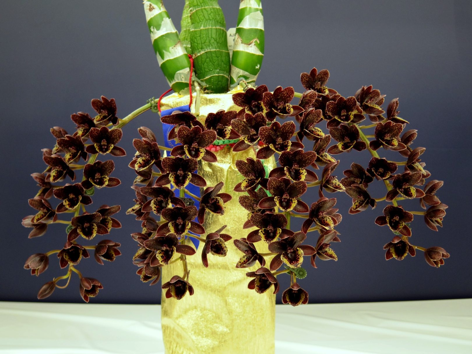 グリーンタケノコ蘭 SVO Fdk. Turning Point カタセタム Yahoo