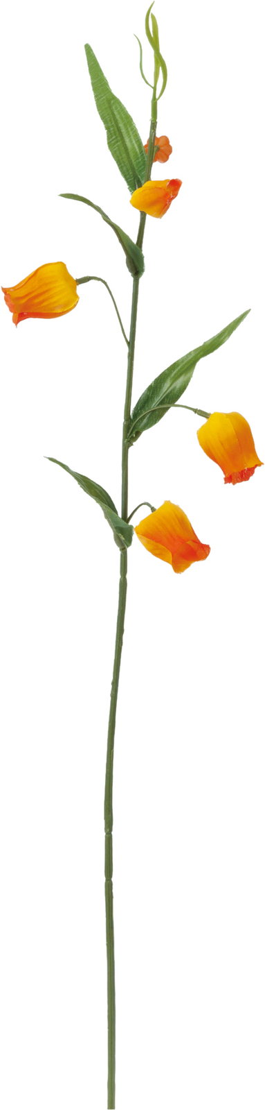 ｻﾝﾀﾞｰｿﾆｱ: クイックオーダーでのみ販売 ｜ YDMオンラインストア