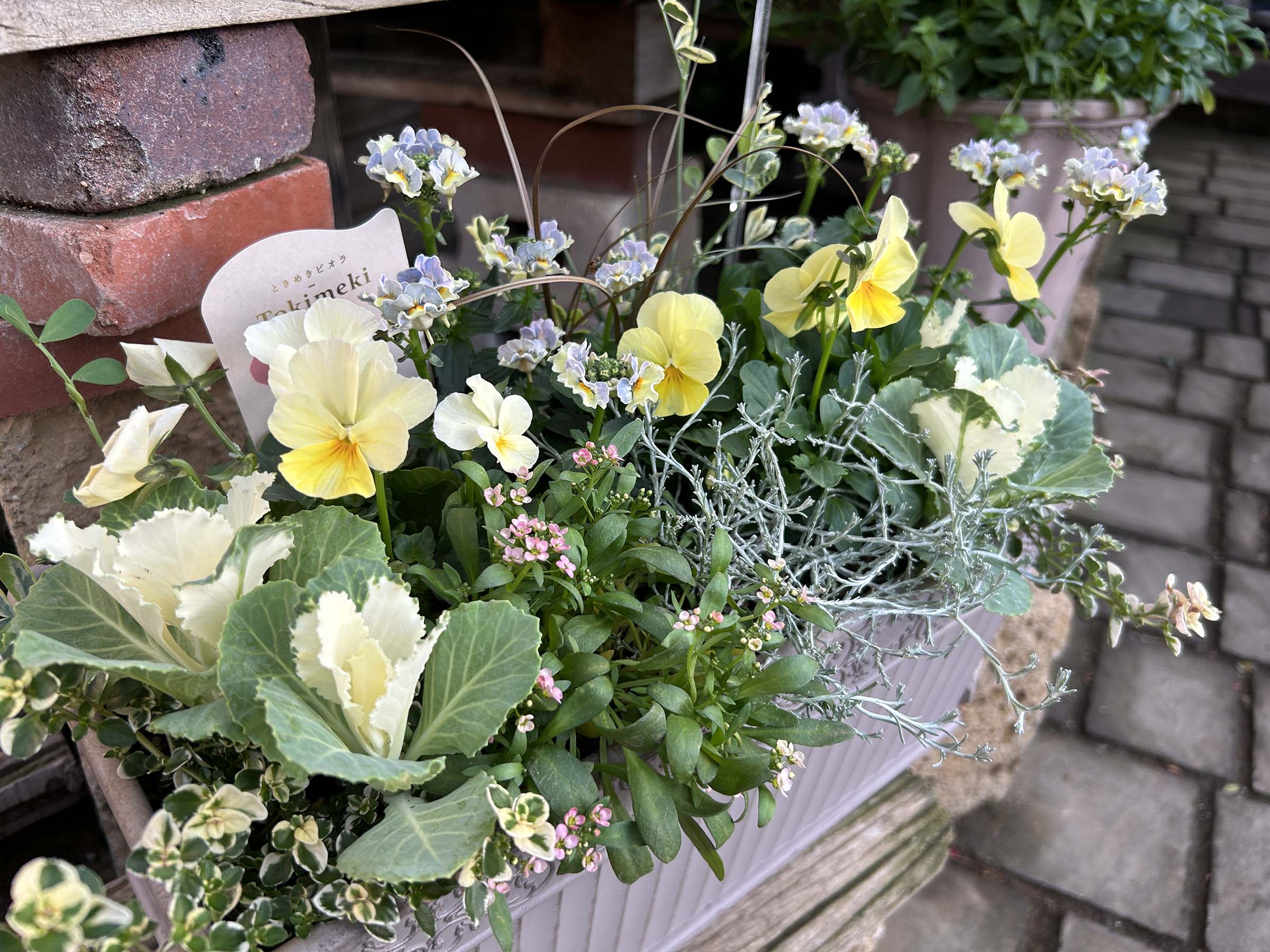 秋の園芸シーズン! 今週は楽しい寄せ植えづくり | オザキフラワー