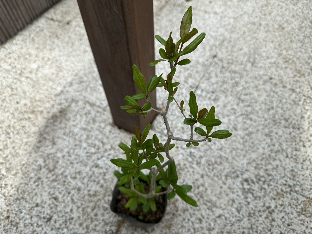 マニア向け植物を新和物コーナーに揃えました！ | オザキフラワー