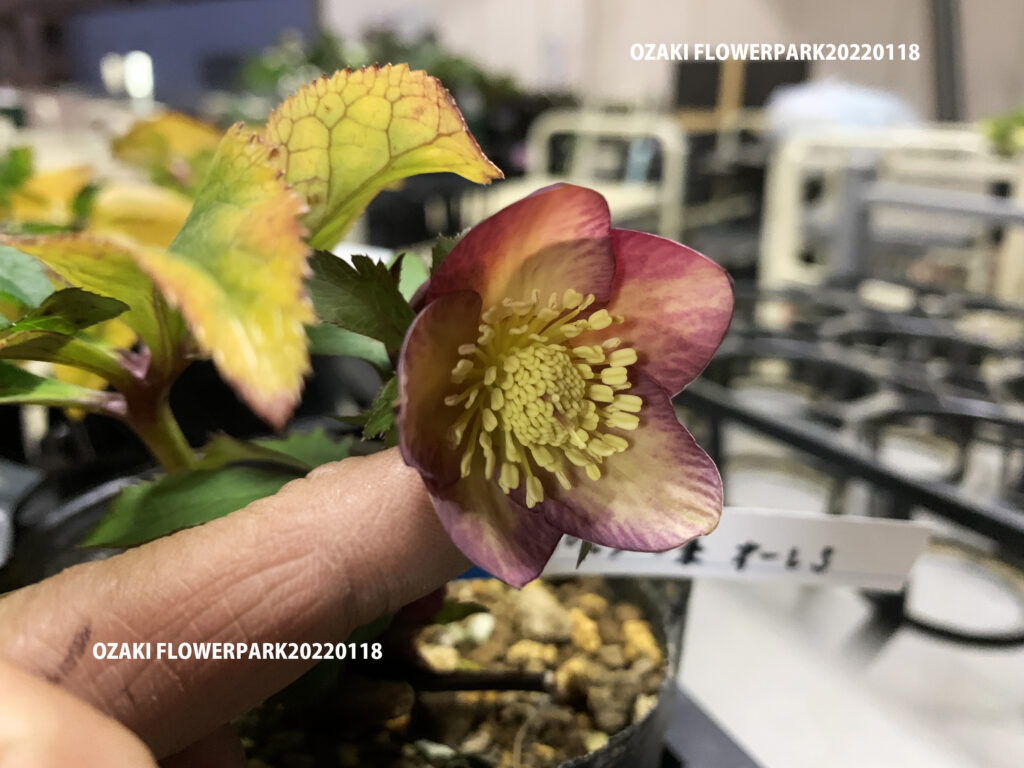 1F|クリスマスローズ入荷情報 | オザキフラワーパーク | オザキ