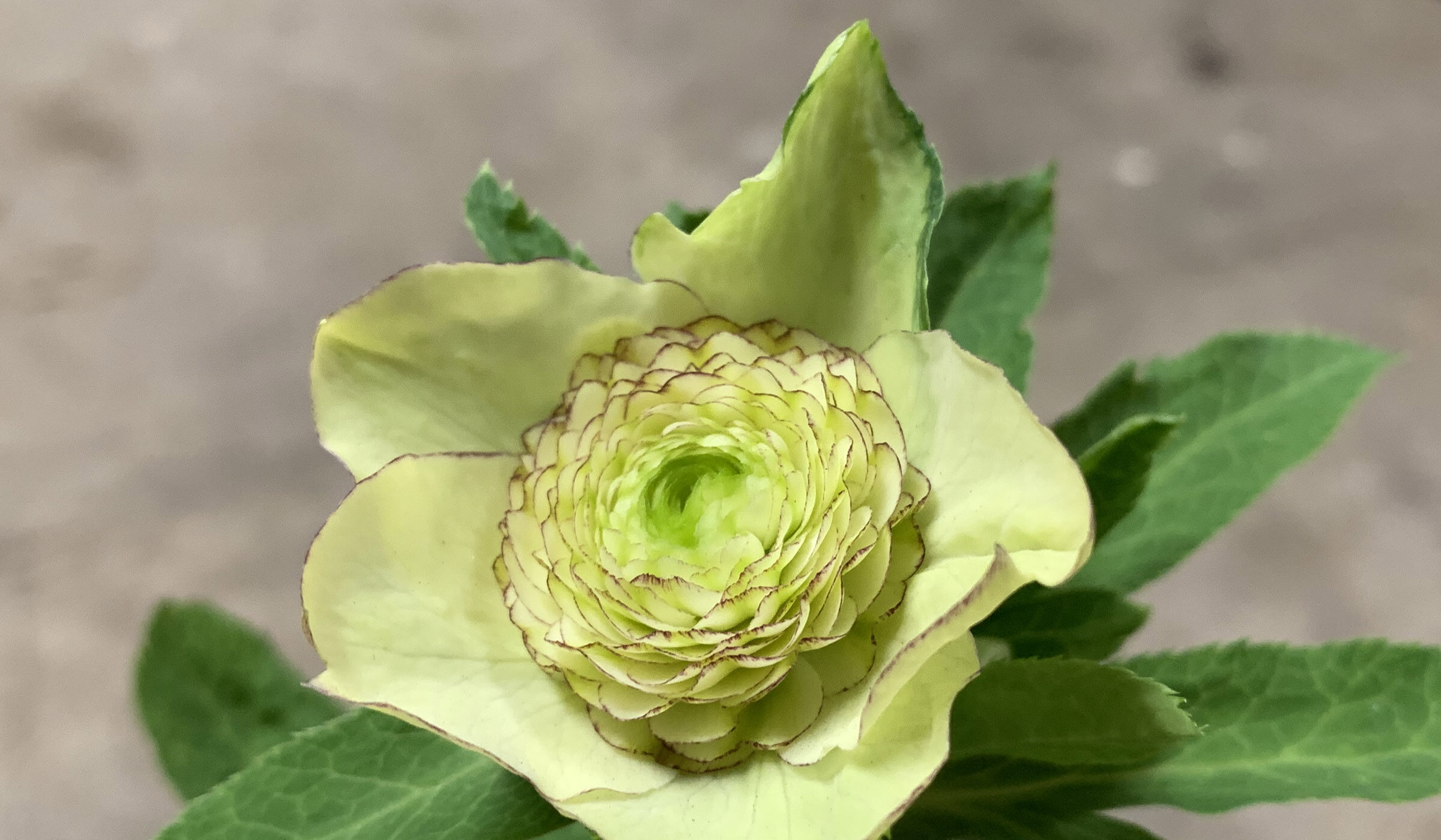 1F|クリスマスローズ追加(加藤農園 千重咲きモーリー!!) | オザキ