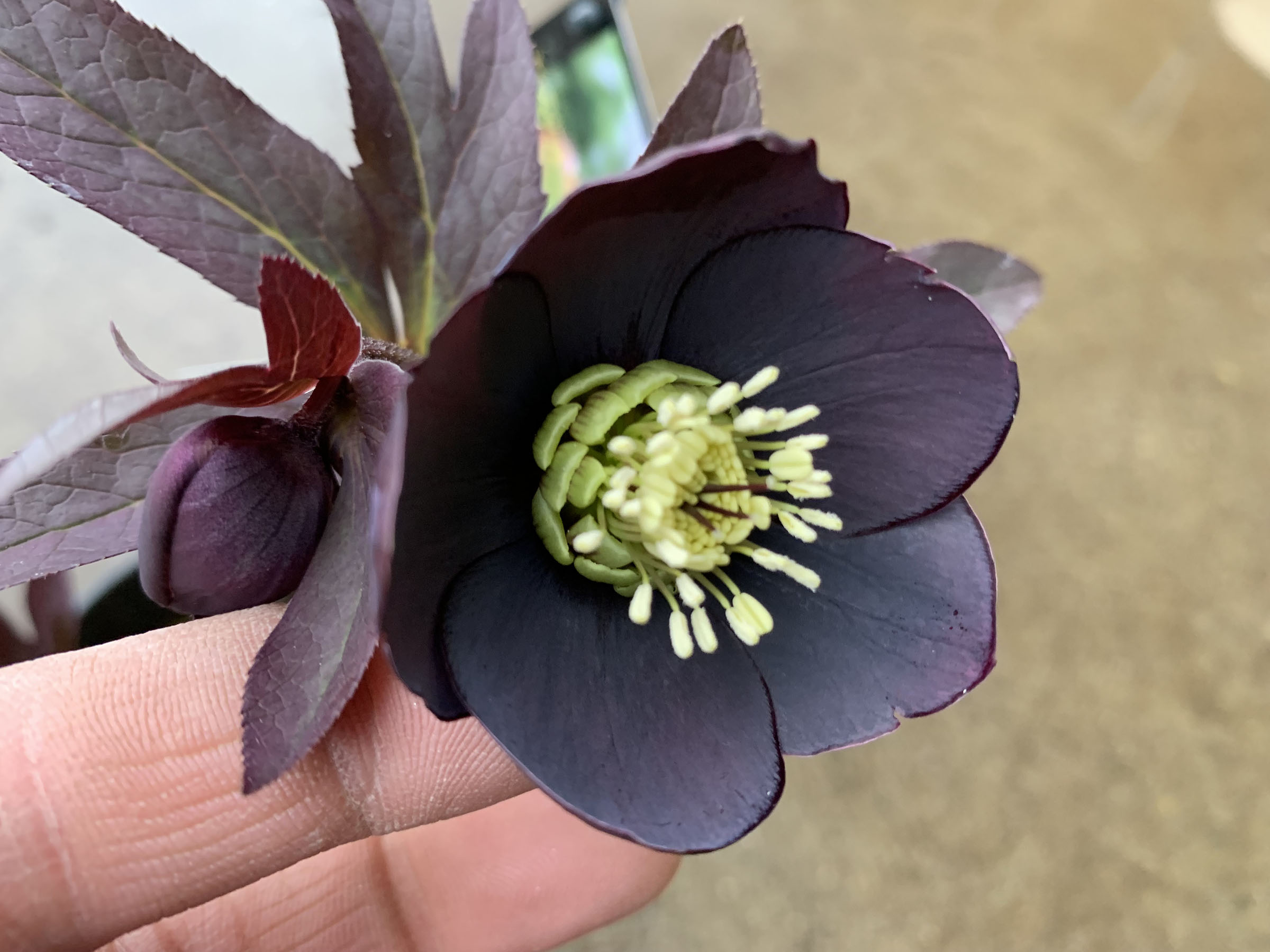 1F|入荷商品ピックアップ(ｸﾘｽﾏｽﾛｰｽﾞ、草花) | オザキフラワーパーク