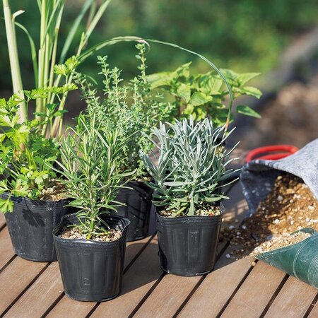ニオイバンマツリとは｜育て方がわかる植物図鑑｜みんなの趣味の園芸
