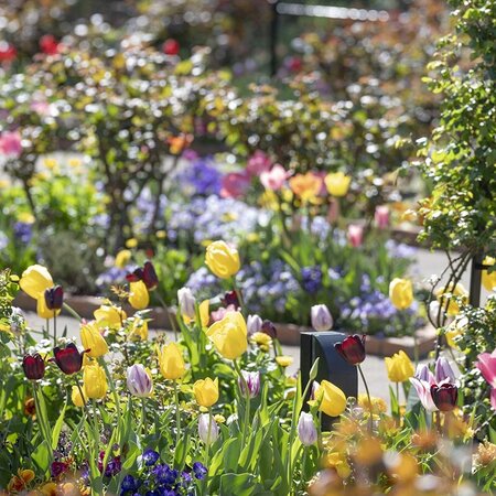 ポリゴナム🌸「2025記録 1月〜6月🌷」のアルバム-みんなの趣味の園芸