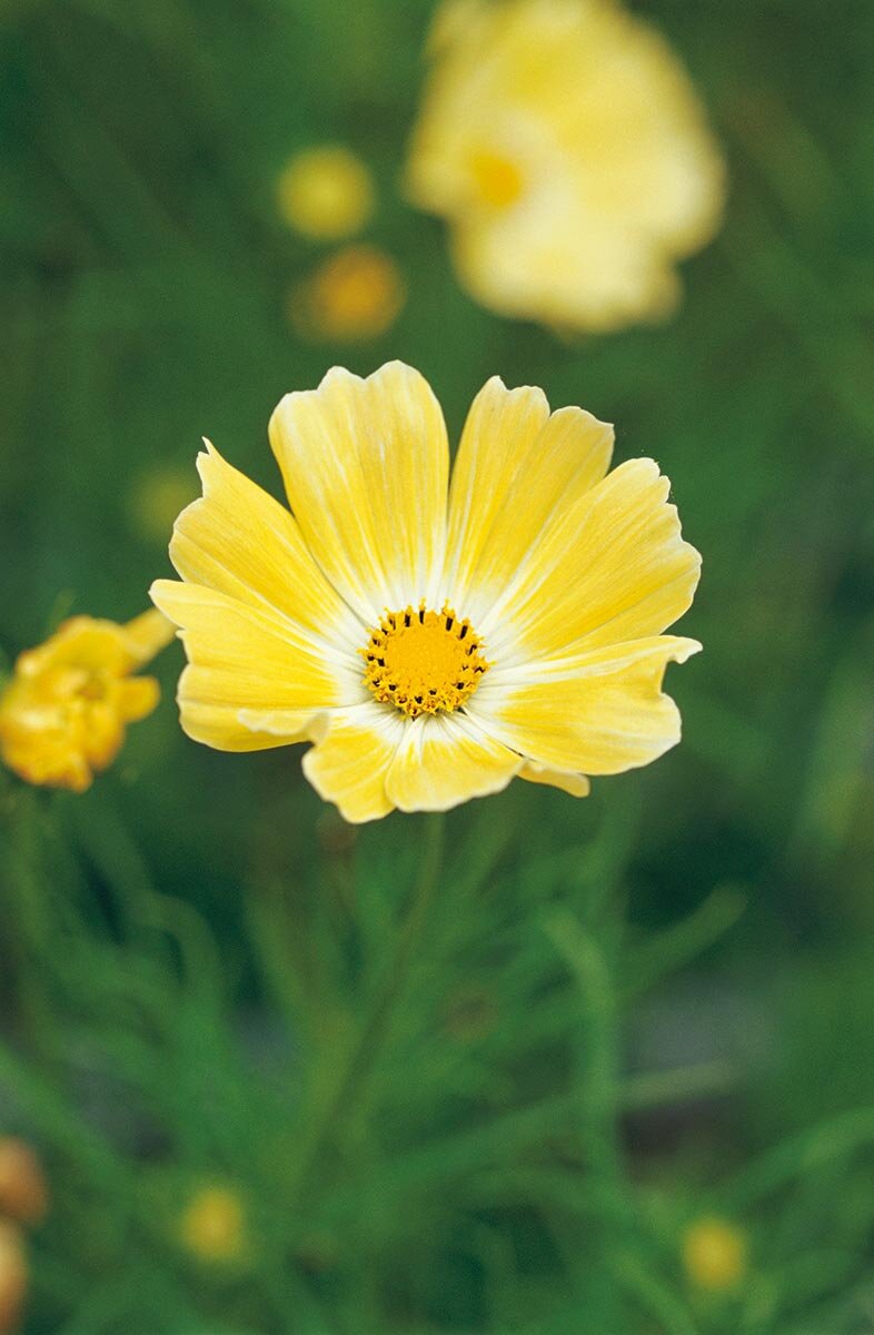 コスモスの早咲き・遅咲き品種の違いとは？タネまきの時期で楽しみが