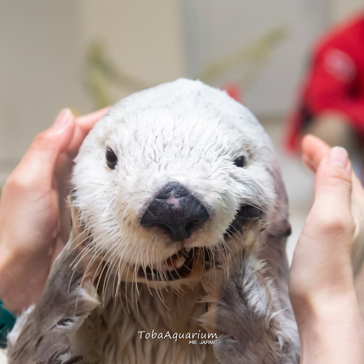 写真集「ラッコのメイとキラ」オフショット②❣️昨日に続き今日はメイ