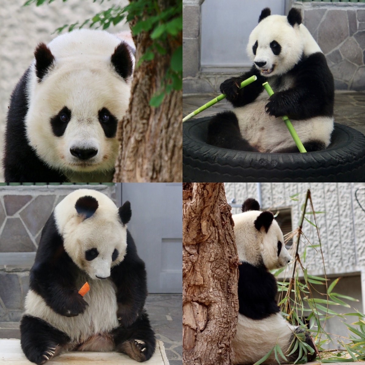 Panda camera (パンカメ🐼) (@panda___camera) / Posts / X