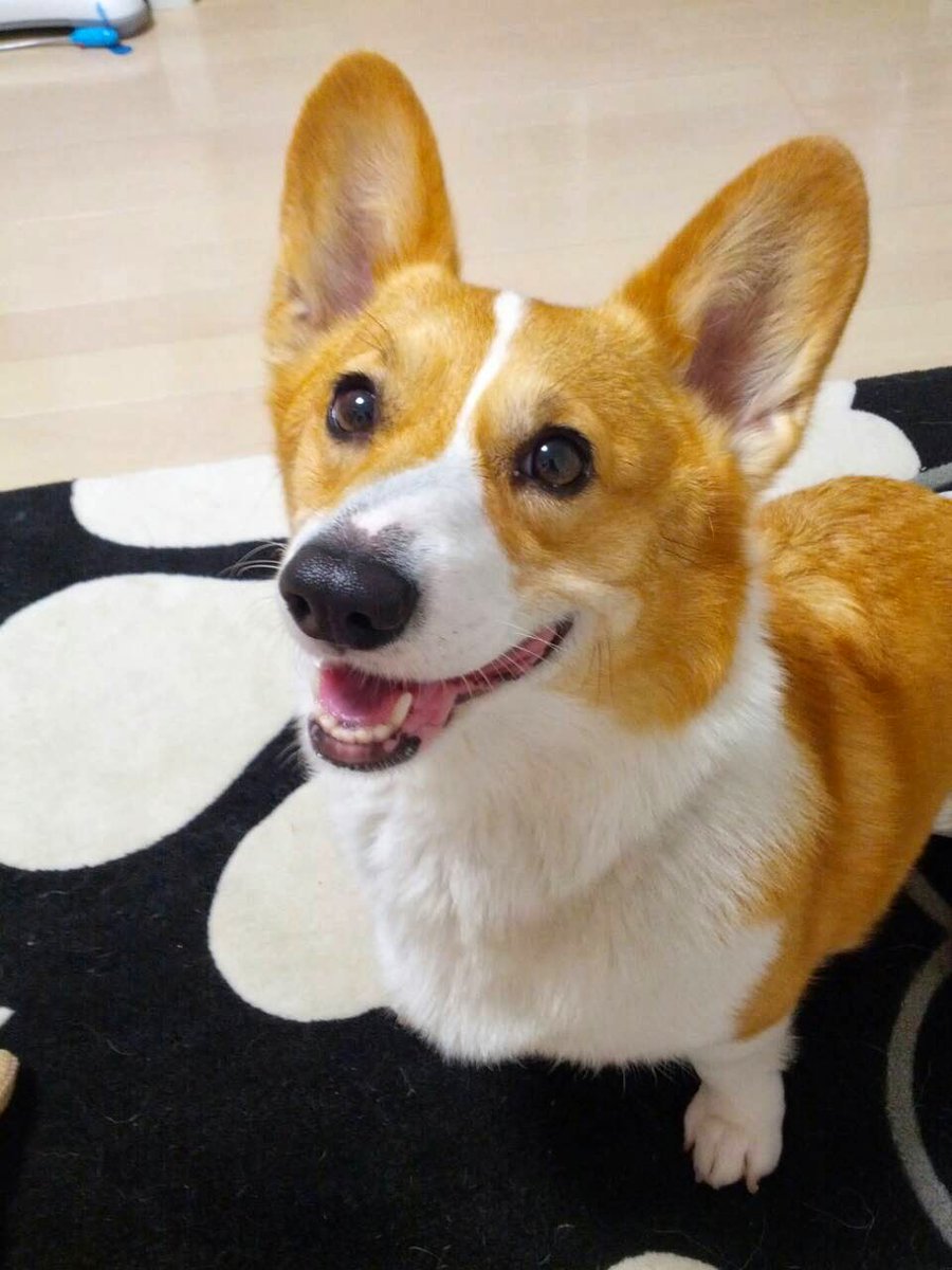 シーフーサン🍭(コーギー) (@usamikun) / Posts / X