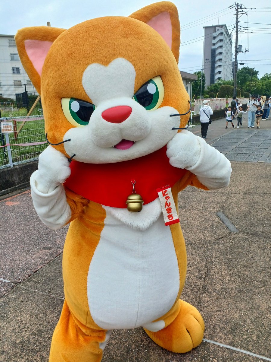 にゃん吉【公式】Nyankichi (@cat_nyankichi) / Posts / X