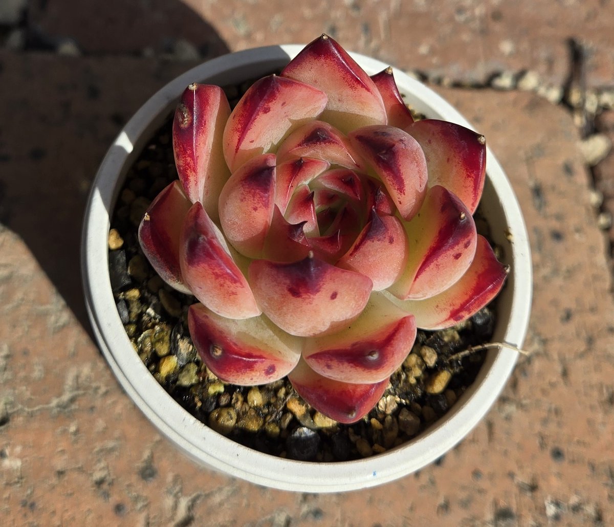 うちのファイヤーピラーを見て和みましょう(強制w) #多肉植物