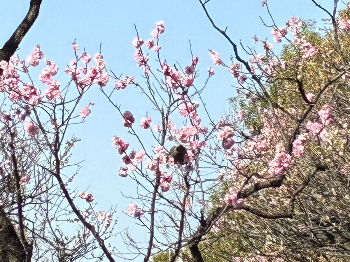 A bird visiting the plum blossoms for their sweet nectar. #池上梅園