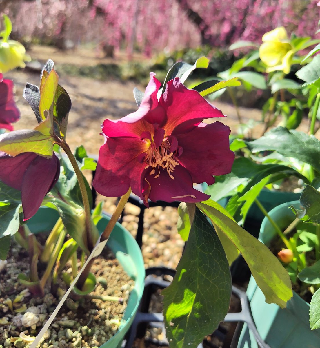 いつかのクリスマスローズ #kmix_life #kmix_flower