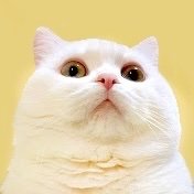 ポムさんとしまちゃん (@pomusan_cat) / Posts / X