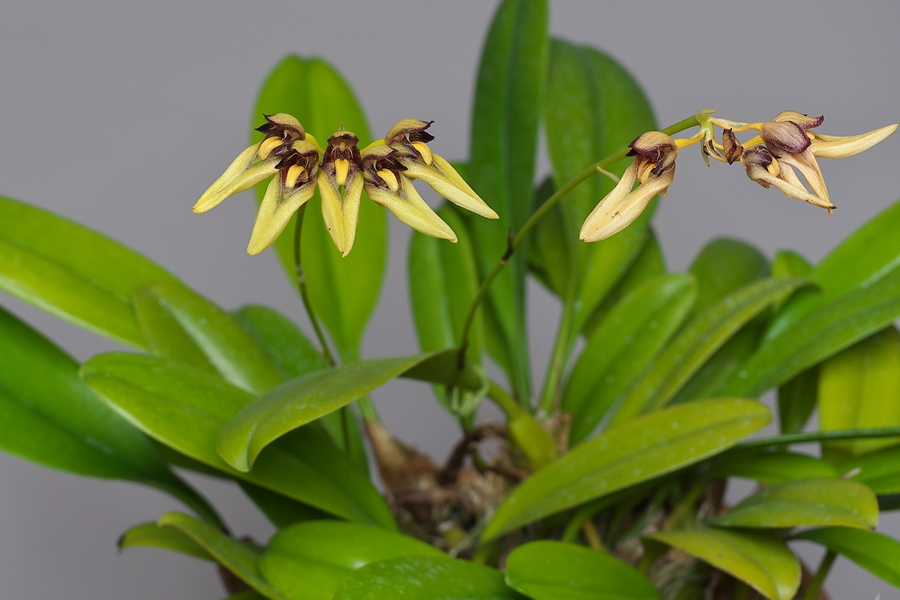 Bulbophyllum boninense : 花咲か父さん 洋らん栽培