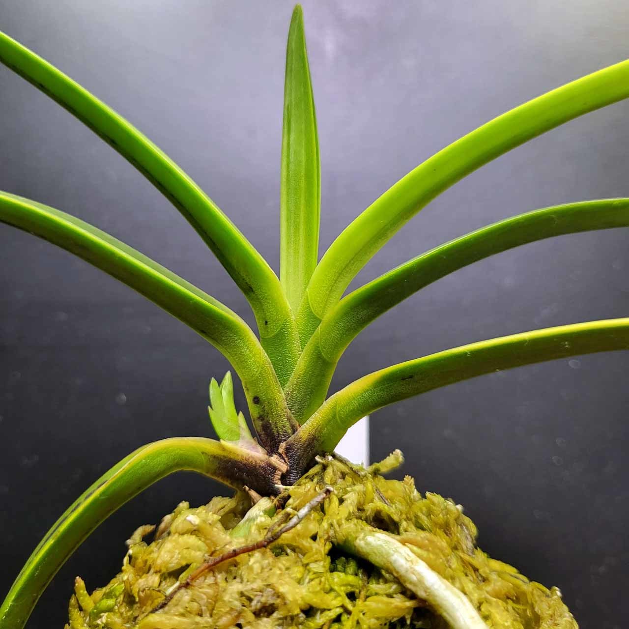 富貴蘭 建国系ルビー根 : 富貴蘭チャンネル