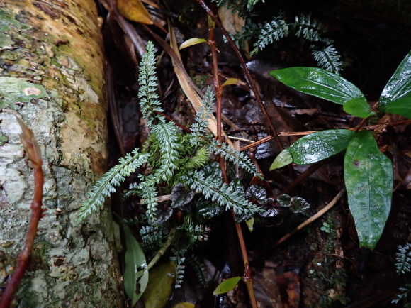 202305Abrodictyum pluma(仮) : コケシノブログ‐苔忍録‐