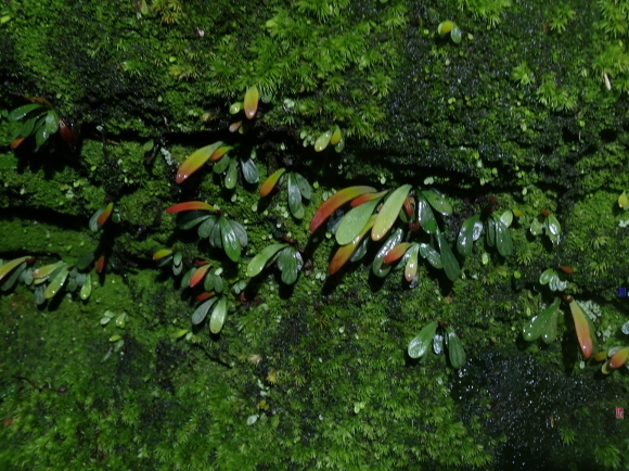 Haplopteris heterophylla台湾北部低地性.1 : コケシノブログ‐苔忍録‐